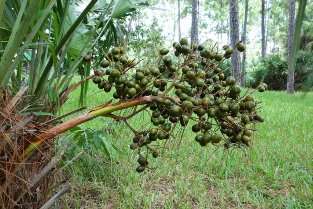 What is Saw Palmetto?